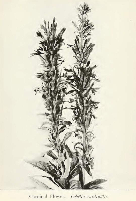 The Cardinal Flowers of Brecksville Reservation