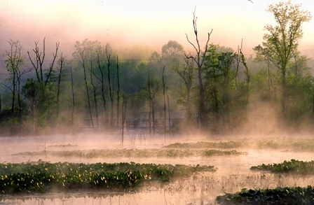 Restoration of the Wetlands