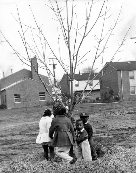 Planting a Tree in Garden Valley