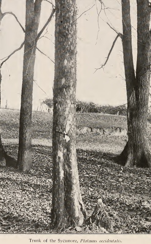 The Sycamores of Brecksville Reservation