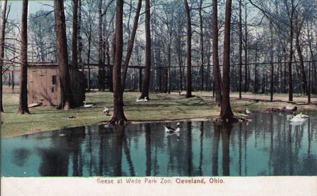 Geese at Wade Park Zoo