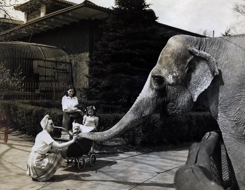 Feeding Time, ca. 1940