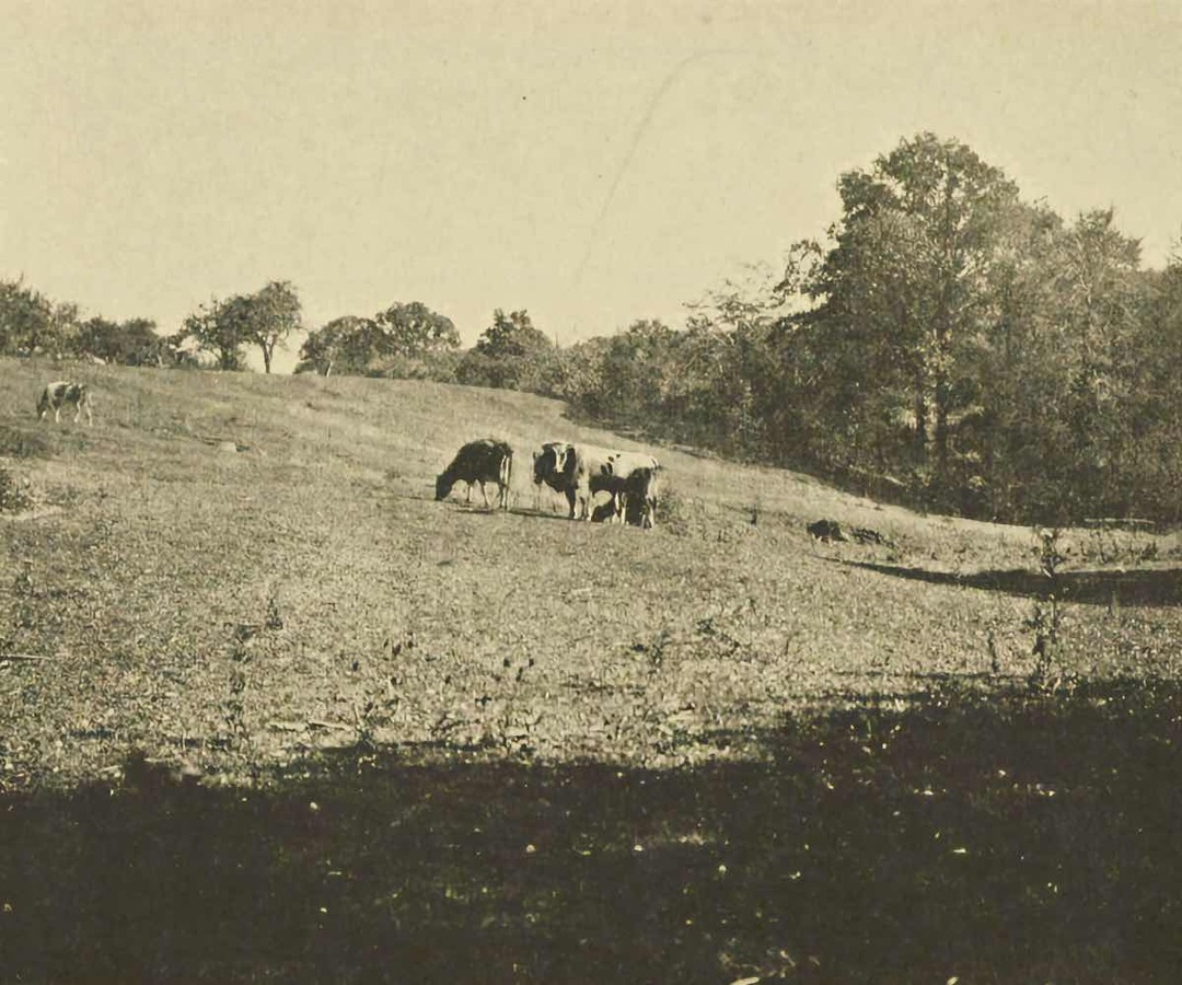 The Apples: Lot 18 Pasture View