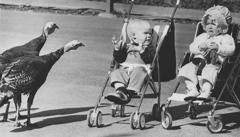 Children's Farm, 1980