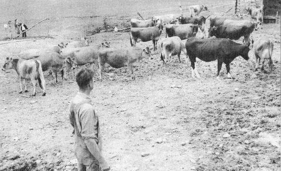 Dairy Cattle