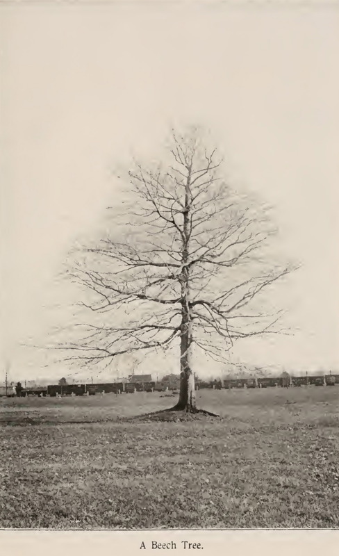 The Beech Trees of Brecksville Reservation