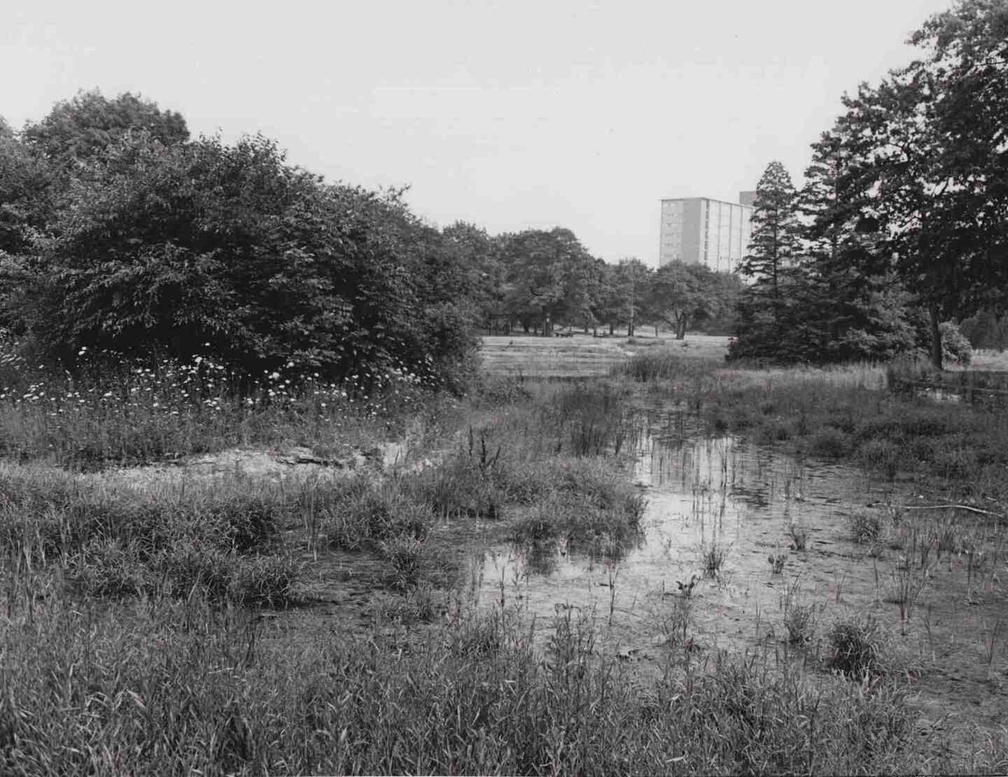Drained Lagoon, July 1978