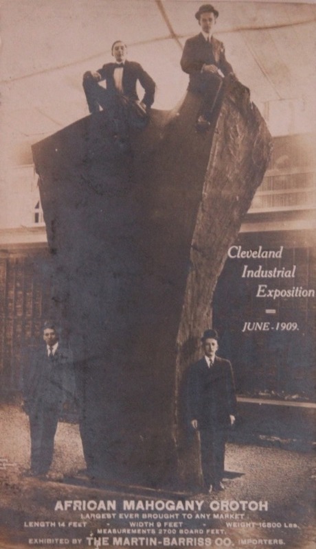 African Mahogany Crotch Log