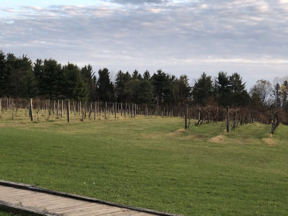 Sarah's Vineyard