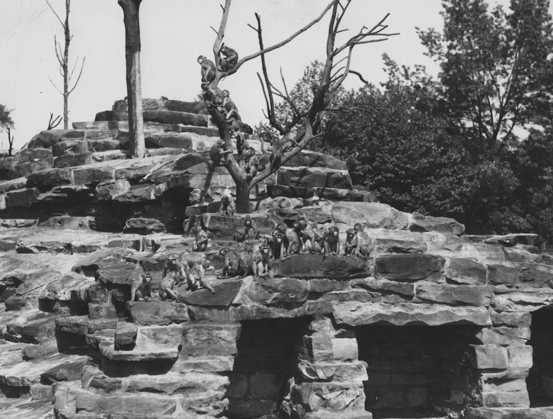 Monkey Island, 1937