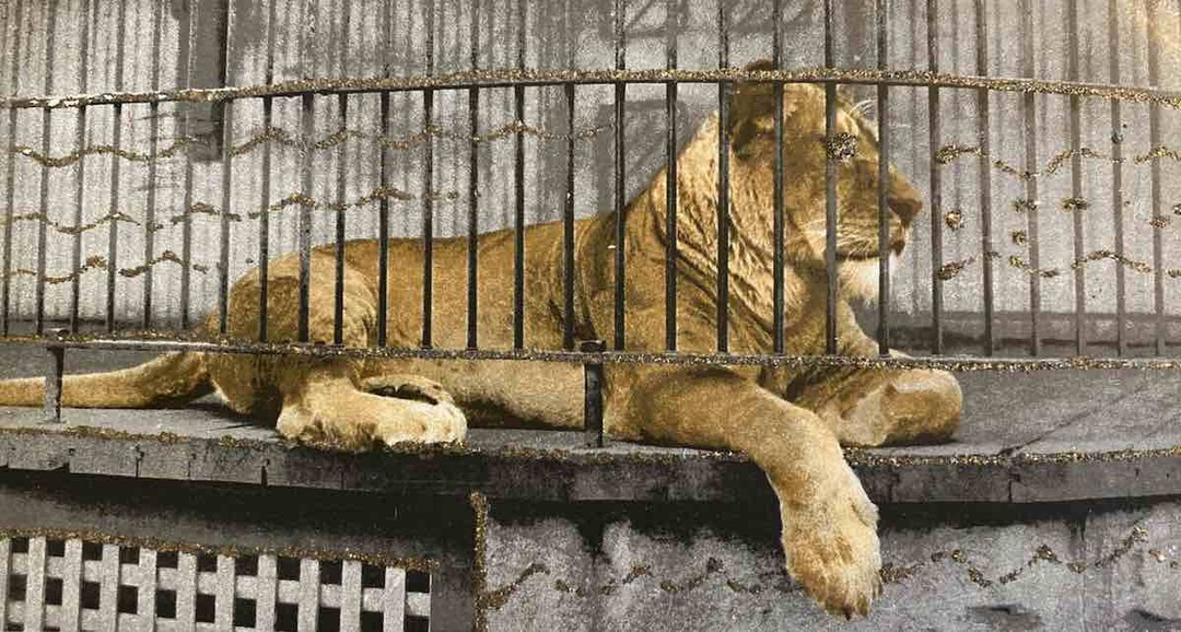 Miss Columbus the Tiger