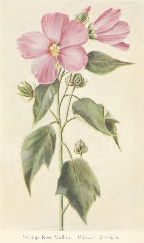 The Swamp Rose-Mallow of Brecksville Reservation<br />