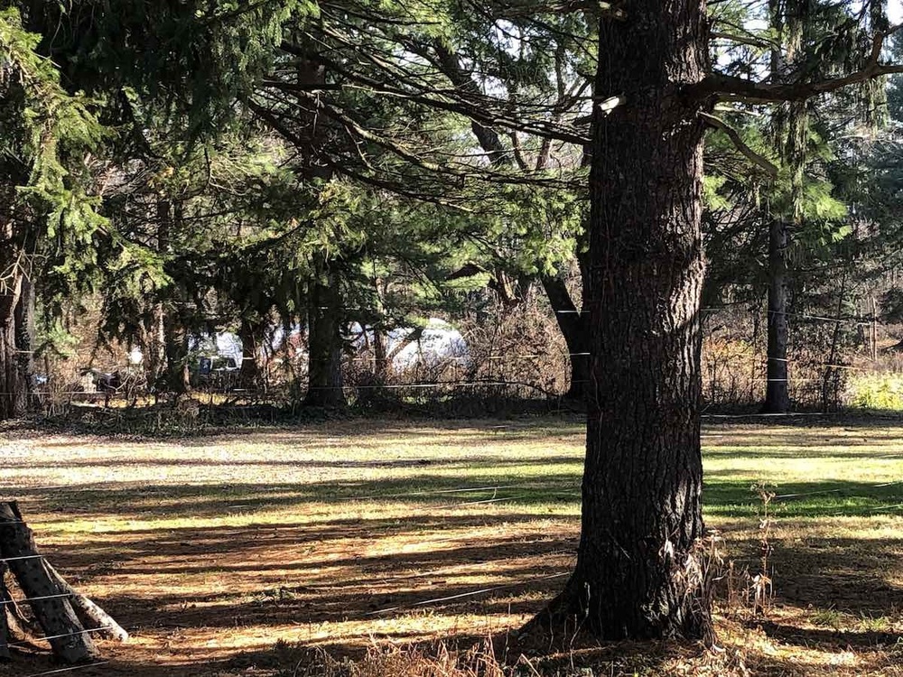 Front Lawn