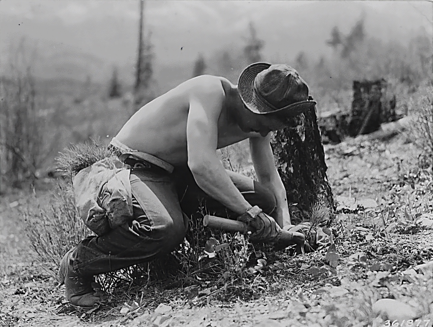 Reforestation