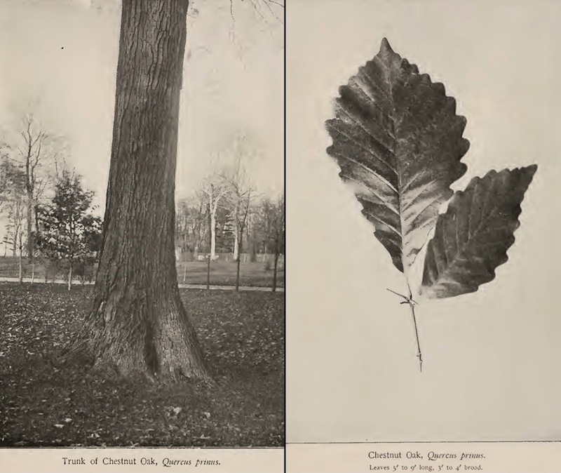 The Chestnut Oaks of Brecksville Reservation