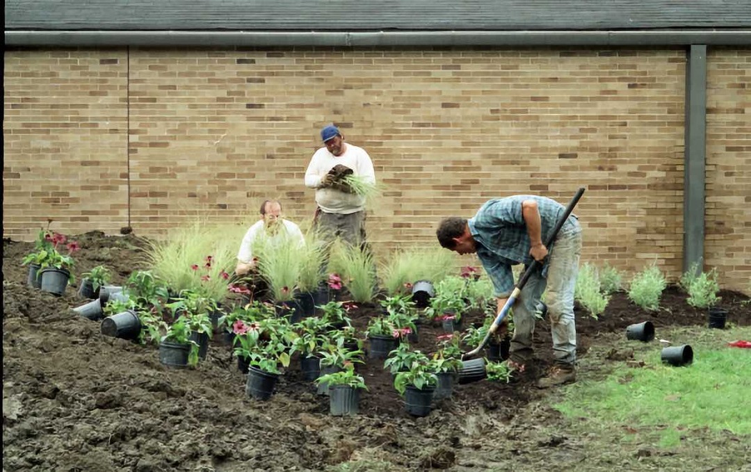 Planting Perennials