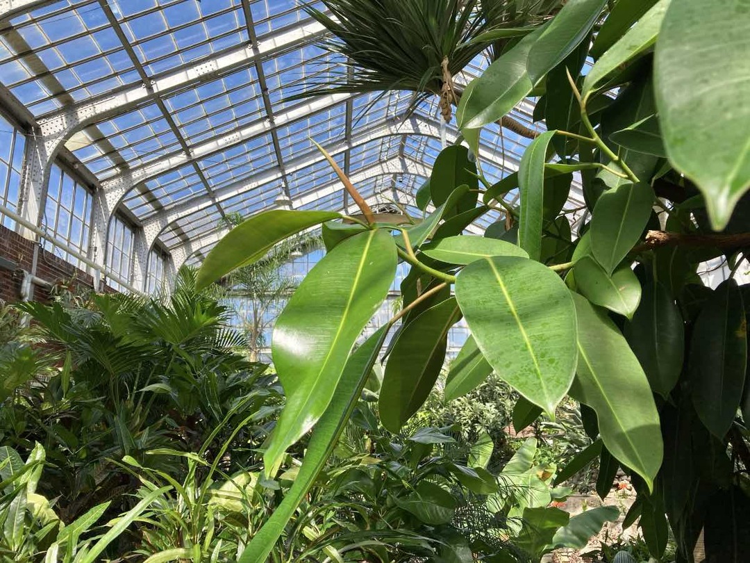 Tropical Showhouse