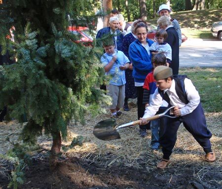 Serbian Spruce, 2008